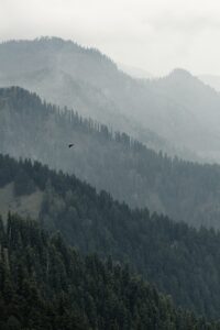 a bird flying over a lush green forest